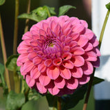 Ka Keltie Rose