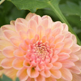 Lark's Ebbe