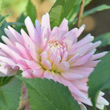 Miss Rose Fletcher