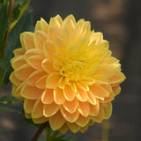 Monet Glory