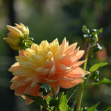 Monet Glory