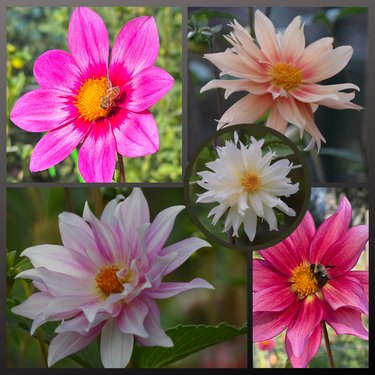 dahlia flower seeds collection Dahlia Seed Mix