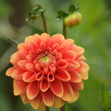 Orange-U-Glad
