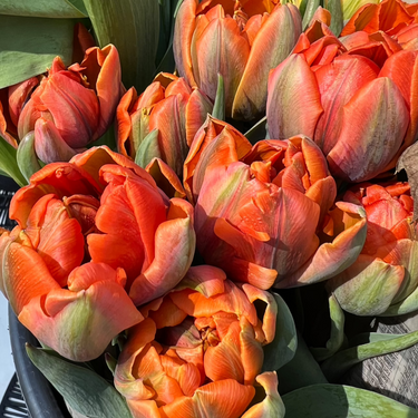 Tulip