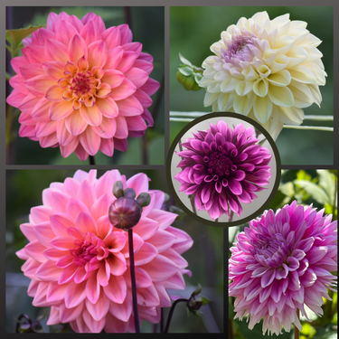 Dahlia Seed Mix - Ottawa Varieties