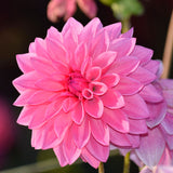 OT Aria