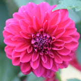Perch Hill Dahlia