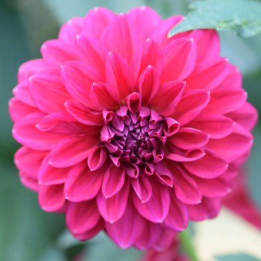 Perch Hill Dahlia