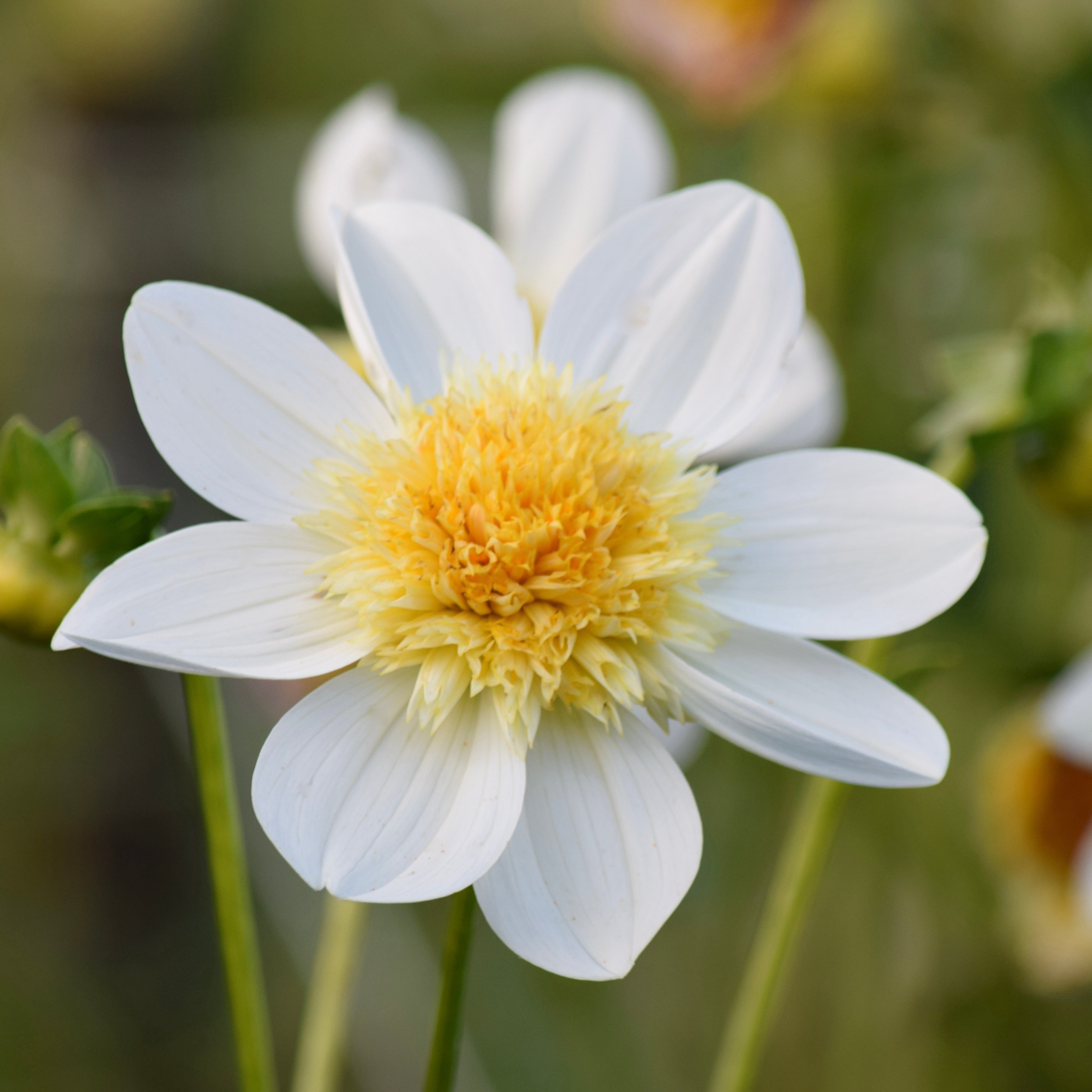 At Home Organics Dahlia Seeds
