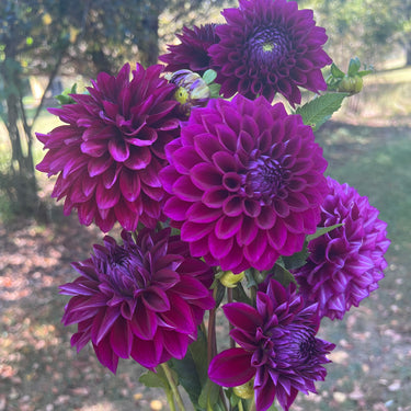 Purple Comparison