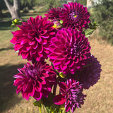 Purple Comparison 