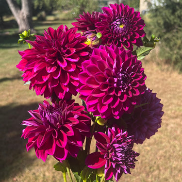 Purple Comparison 