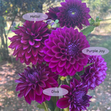 Purple Comparison