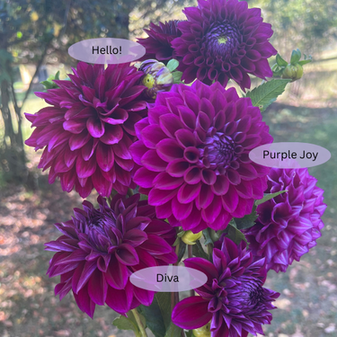 Purple Comparison
