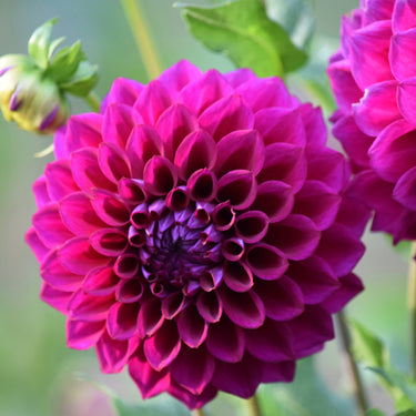Purple Joy