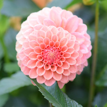 Rose Toscano