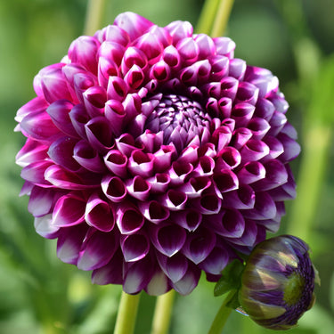 Sharky Dahlia