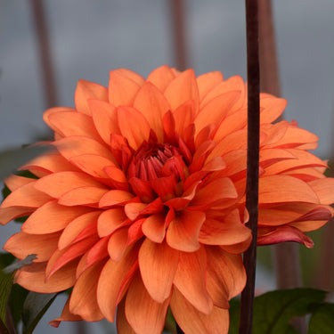Statue of Orange