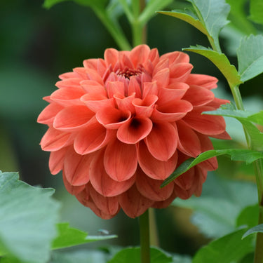 Tahoma Amble Dahlia