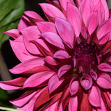 Tanita