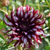 Tartan Dahlia