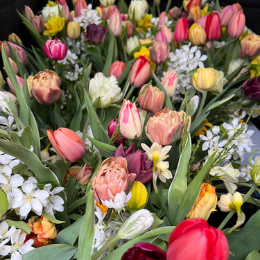 Tulip