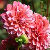 Vian 2 Tango Dahlias