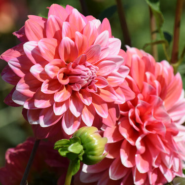 Vian 2 Tango Dahlias
