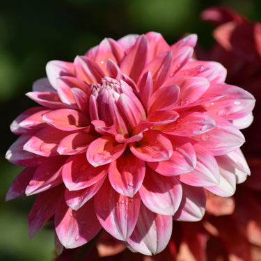 Vian 2 Tango Dahlia