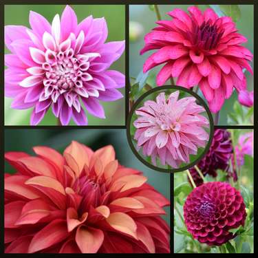 Dahlia Seed Mix - WB Varieties