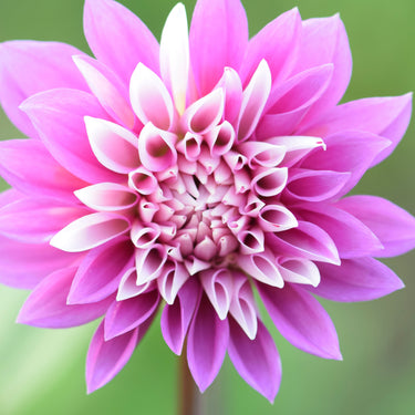 WB Misbehavin Dahlia
