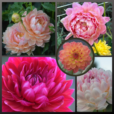 Dahlia Seed Mix - Waterlily Varieties