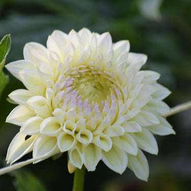 Winholme Diane