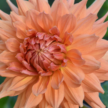 Wyn's Farmer Walt Dahlia