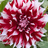 X Factor Dahlia