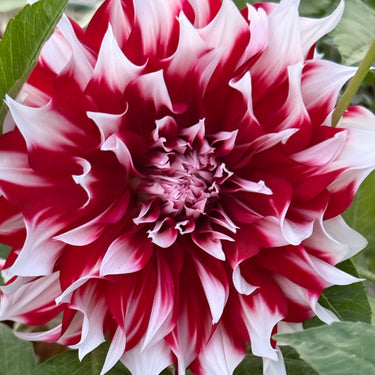 X Factor Dahlia