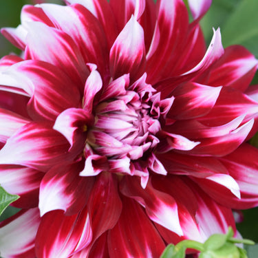 X Factor Dahlia