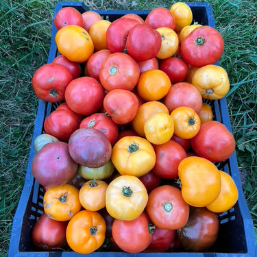 Garden & Flower Workshop - AUGUST