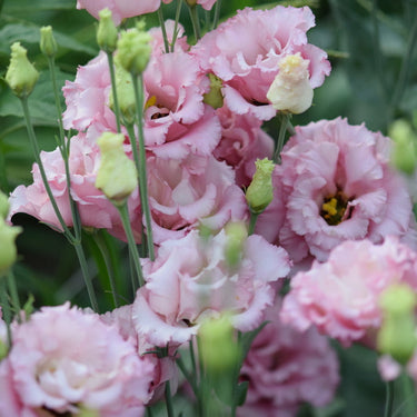 Garden & Flower Workshop - JULY